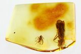 Detailed Fossil Caddisfly and Dark-Winged Fungus Gnat In Baltic Amber #310981-1